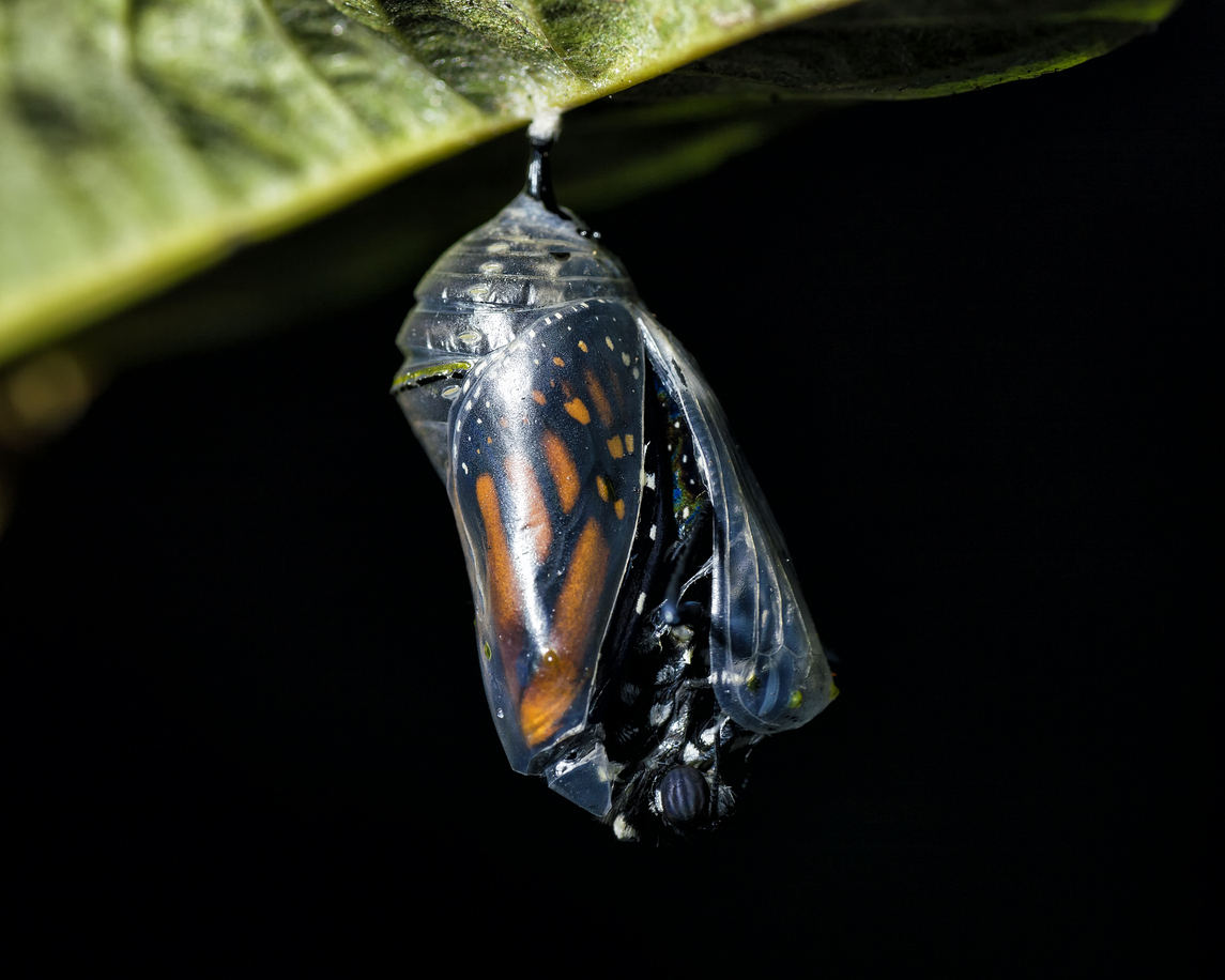 Butterfly Emerging