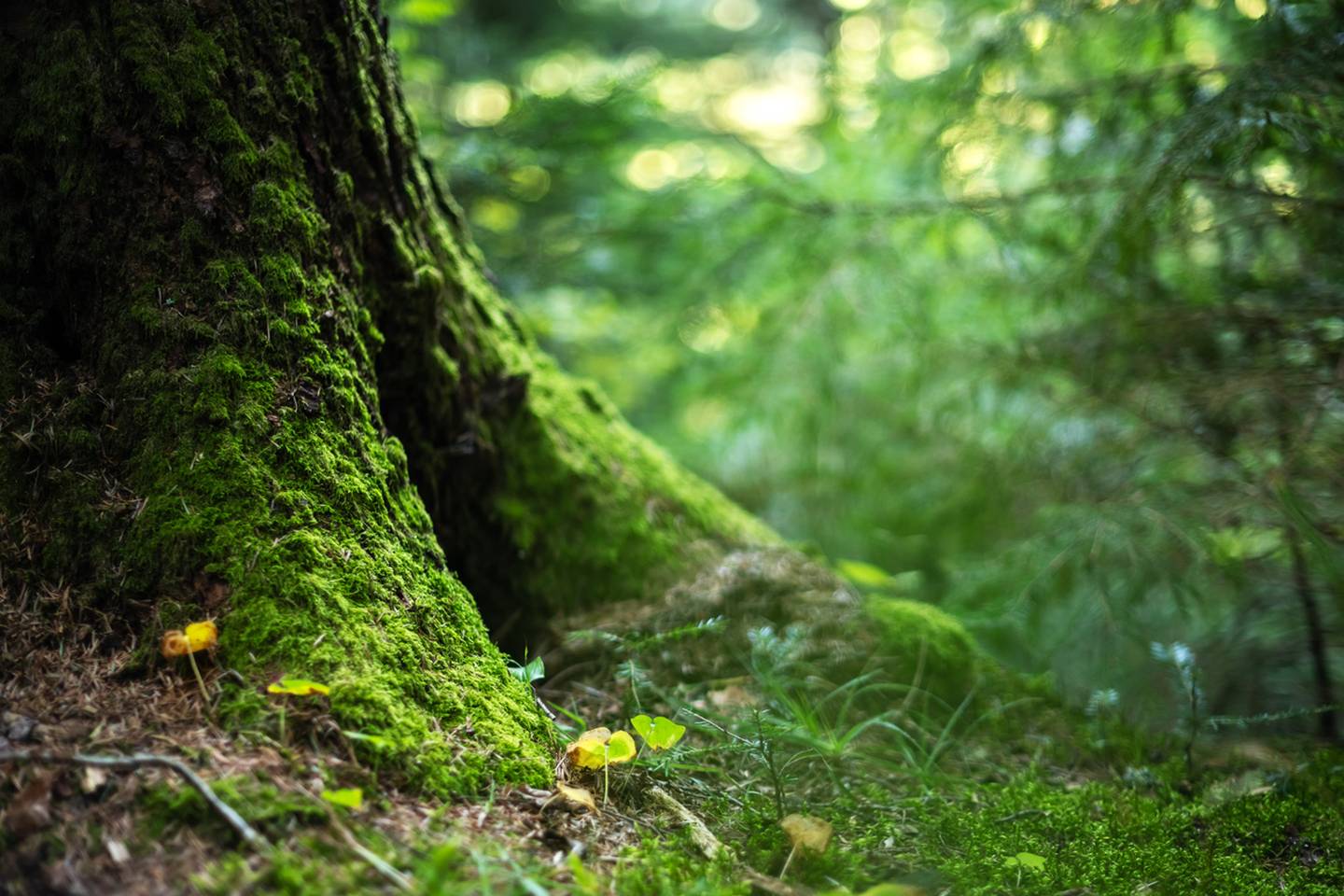 Mossy Tree root for Approach_ addressing the Separations Large