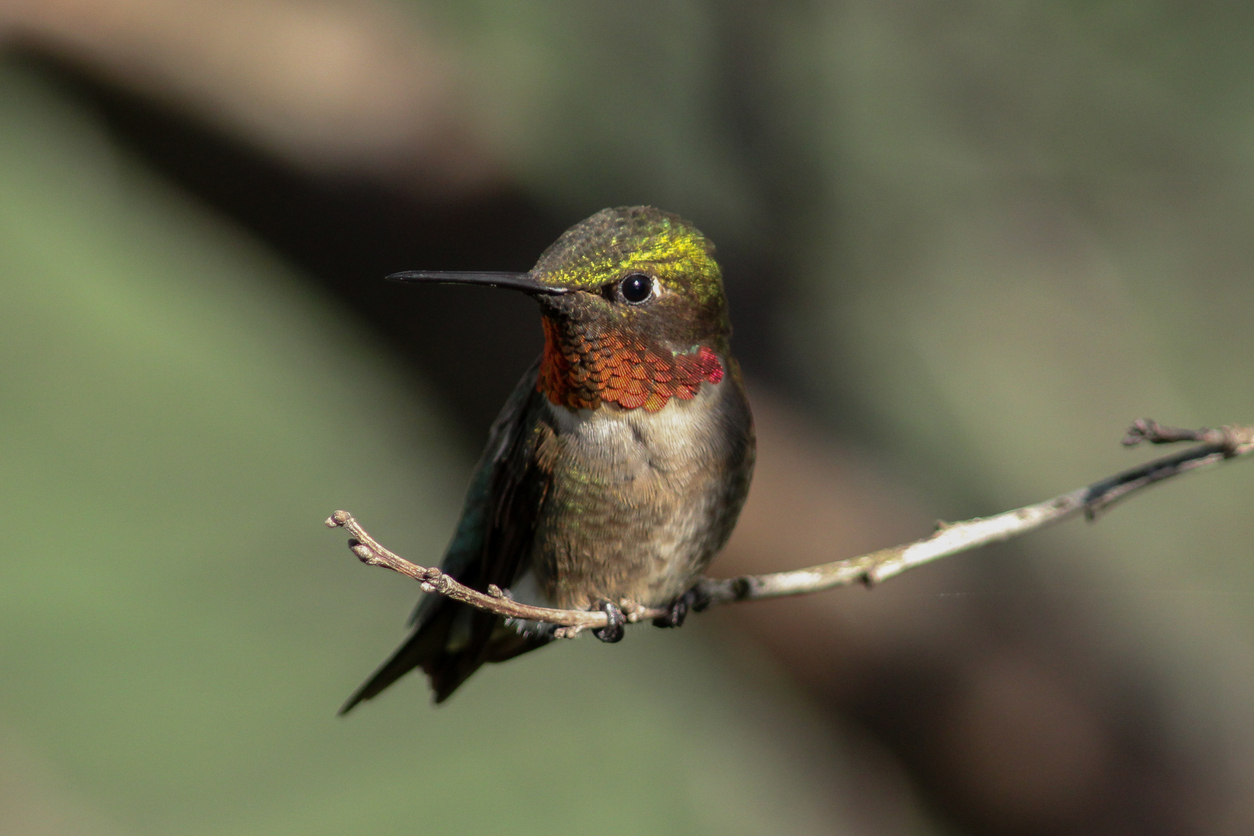 Ruby Throated Hummingbird