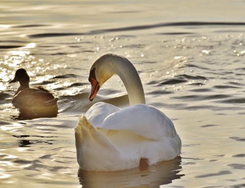 A swan or a duck, which one are you?